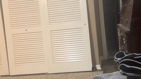 😂🌙 Midnight Craving: Animal's Wild Night Out! | FunFM