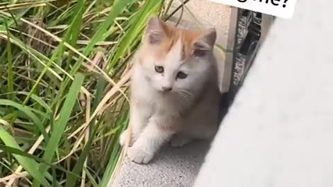 Funny cats #07