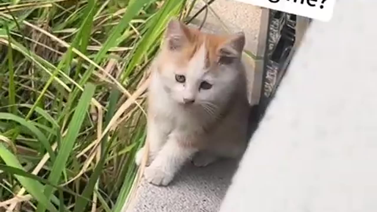 Funny cats #07