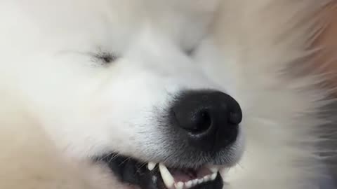 Dog's Comedy Videos 🤣 so cute videos and puppies comedy scenes 😂 so cute 🥰 🥰 🥰 🥰