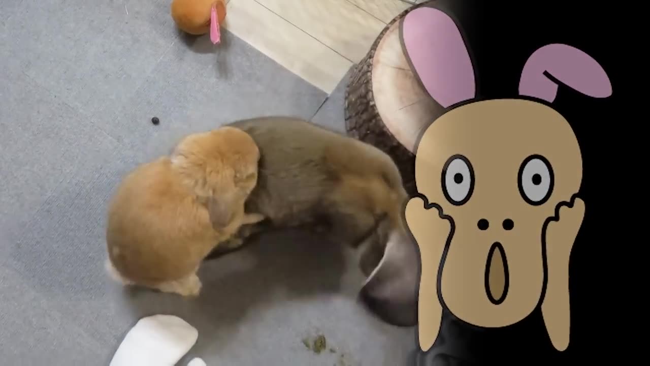 Flemish Giant Rabbit Meets Lop Rabbit! | Rabbit Bonding Process