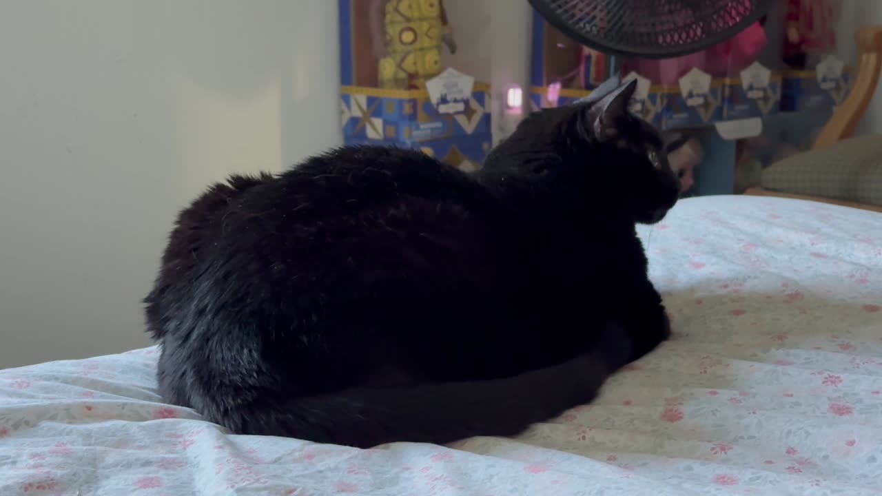 Cute Precious Piper Directs Her Ears Toward Interesting Sounds - Adopting a Cat from a Shelter Vlog