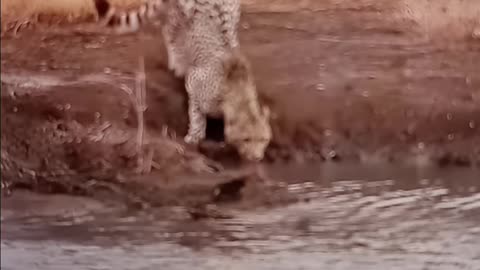 Crocodile gets a meal