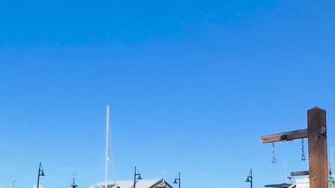 Key West Strange Bird behavior by the docks outside with orbs???