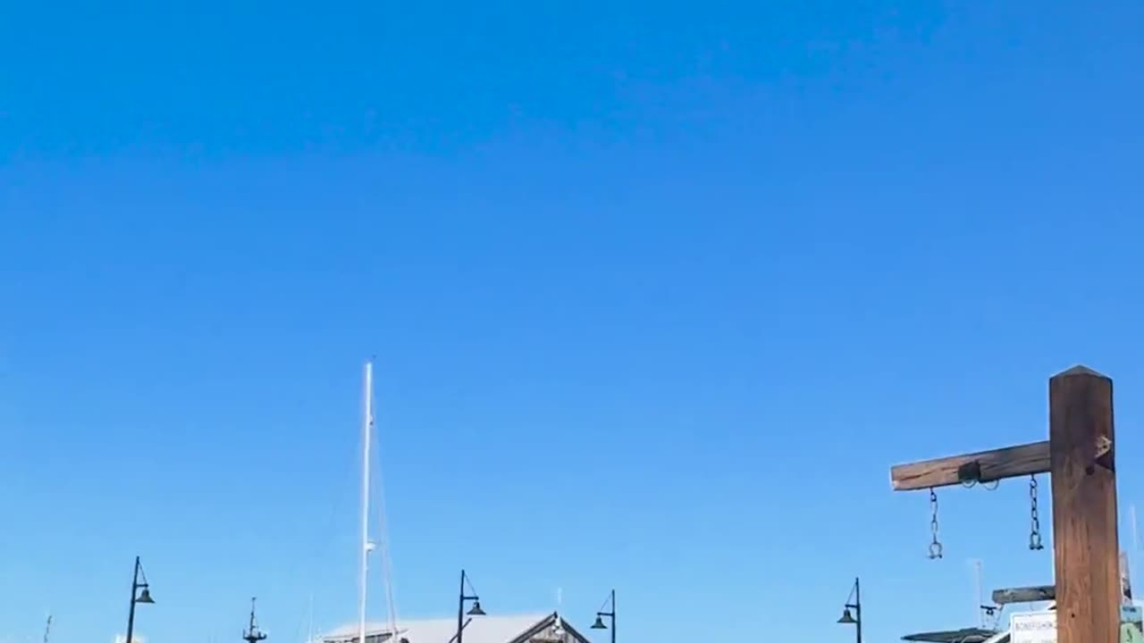 Key West Strange Bird behavior by the docks outside with orbs???