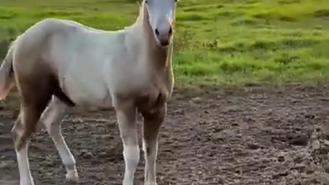 Playful Horse Antics