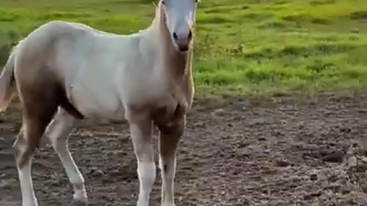 Playful Horse Antics