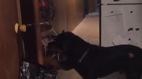 Polite Rottweiler Closes the Door for Us