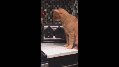 Funny animals - Funny cats / dogs - Funny animal videos 2023 - Part 1