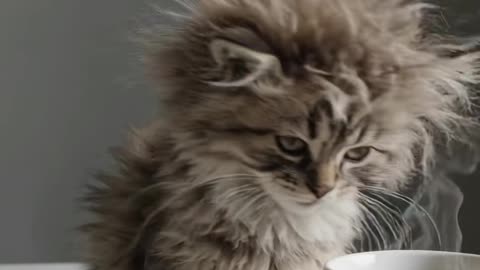 This tiny fluffy ball of fur hasn't figured out yet that coffee is ....