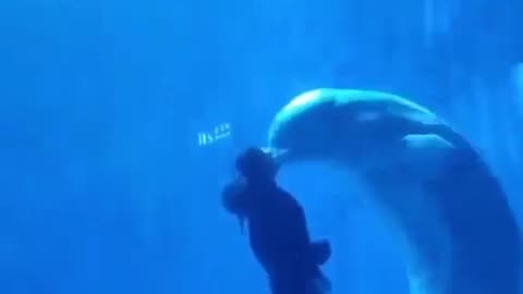 A Diver Under The Sea With A Dolphin