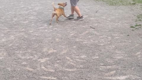 Pitbull Loves to Swing