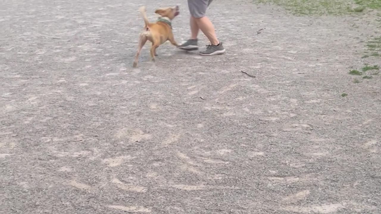 Pitbull Loves to Swing