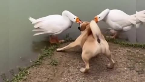 This dog was beaten by 2 large geese #shorts #viral
