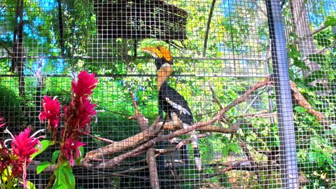 🦜 The Bizarre and Powerful Call of the Great Hornbill.