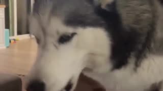 😂🎭 When Animals Get WAY Too Dramatic! | FunFM