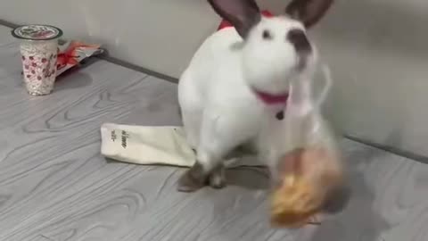 How to Take the Cutest Photos of Your Rabbit"