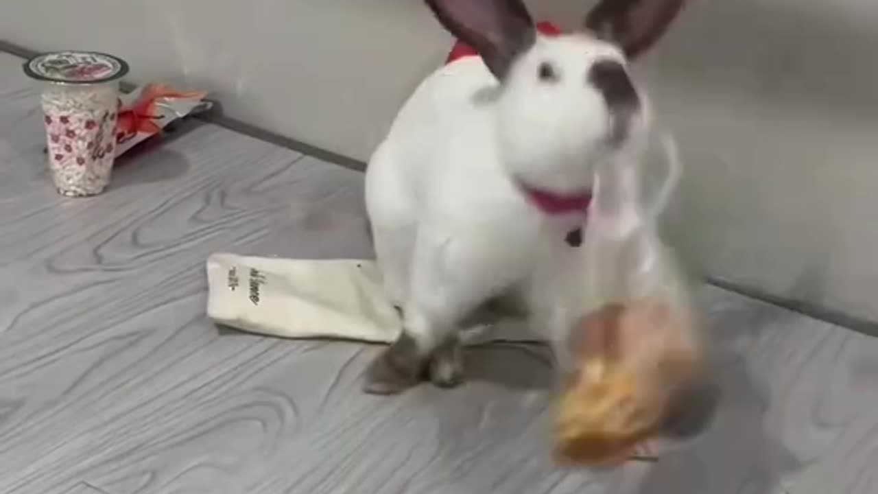 How to Take the Cutest Photos of Your Rabbit"