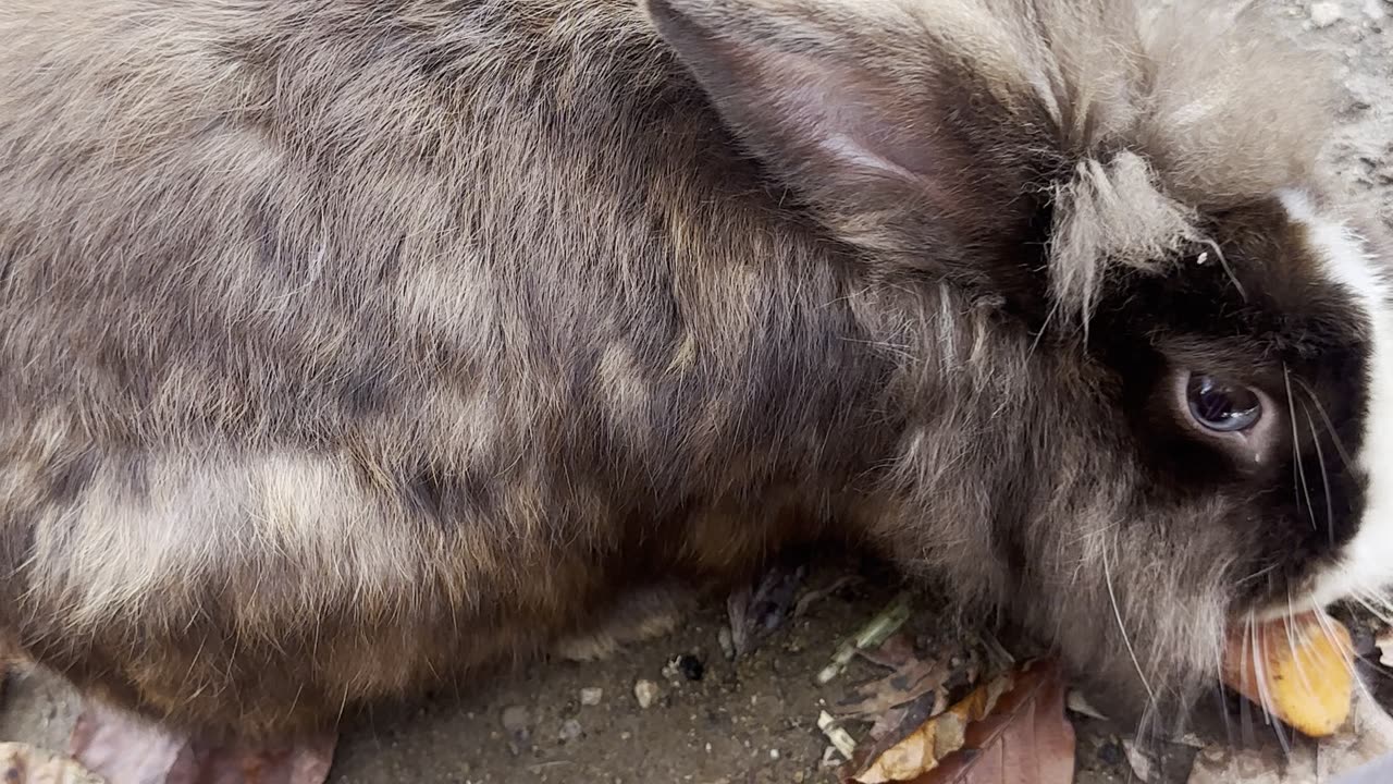 bunnies discovering a new toy for the first time! 🎾🐰