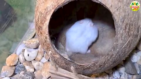 Tiny Kittens Exploring the Grass 😻 Heartwarming Cat Videos with Cute Meows