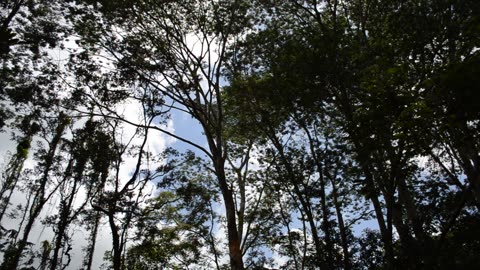 Deaths Of Albesia Trees VII