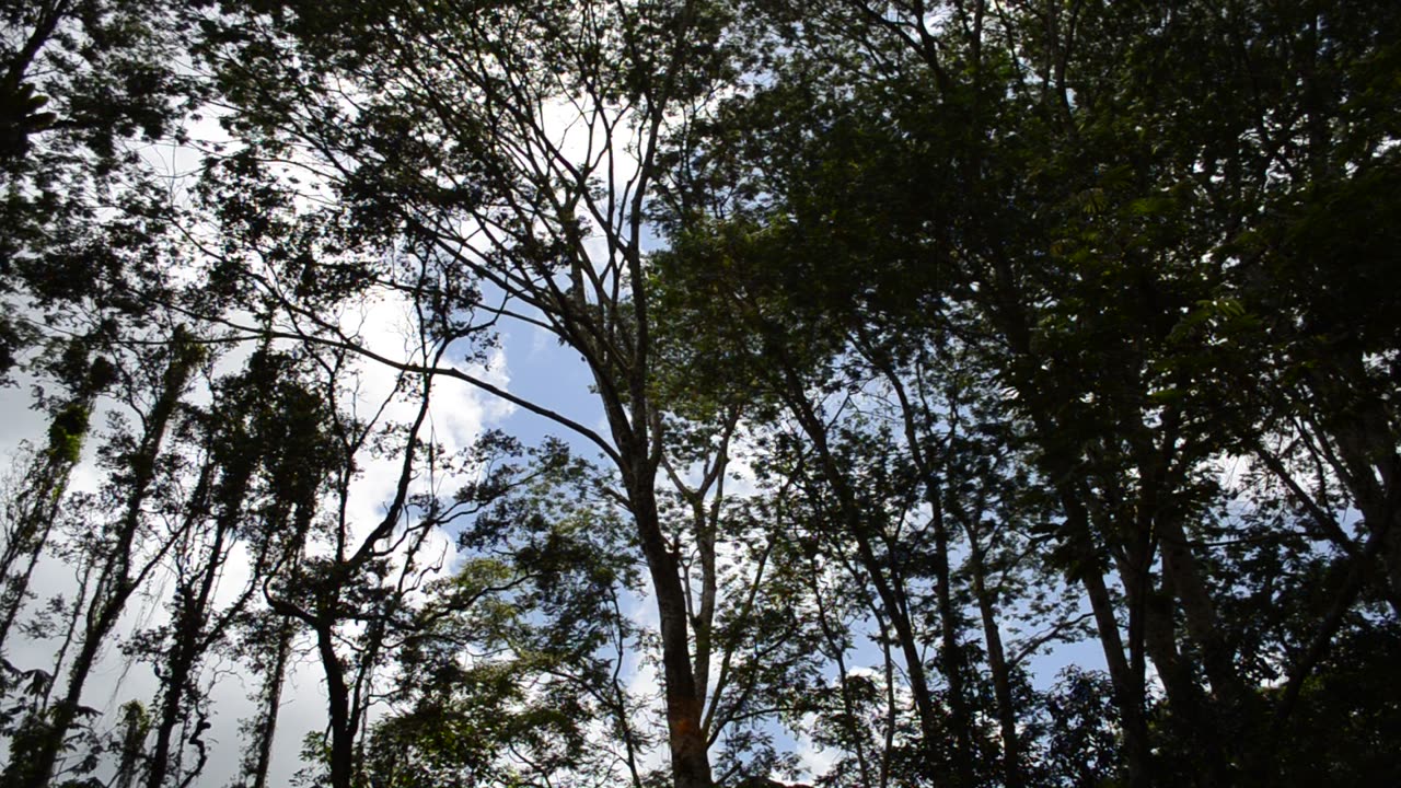 Deaths Of Albesia Trees VII