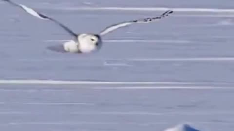 🦉❄️ This Snowy Owl Stood Still in the Snow… Absolutely Majestic ✨