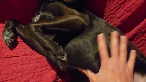 Cute dog gets belly rub