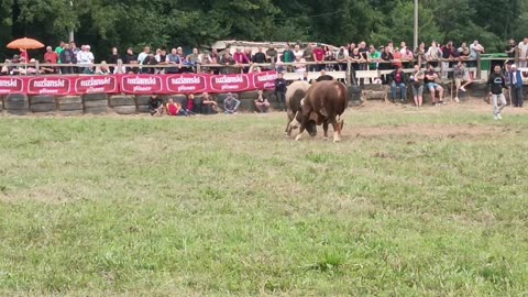 Kinder vl.Adis Džafić vs Risonja vl.Nero Alimanović Srebrenik 2025