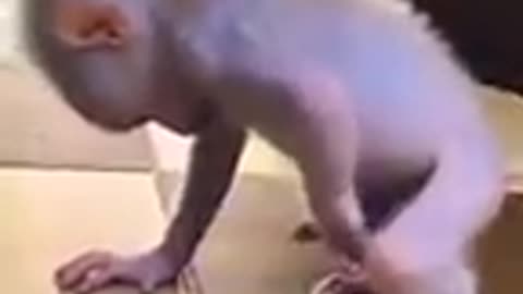 Monkey baby powerful lol 😆 Funny #animalvideos #funny #viralvideo #enjoythenatureoftheworld