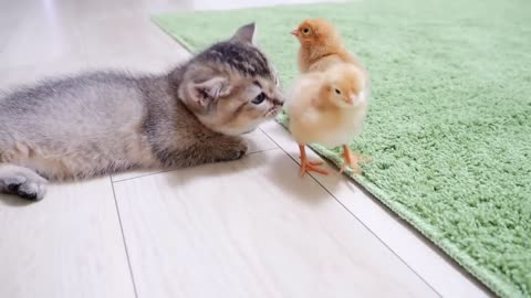 kitten kiki meets tiny chicken for the first time