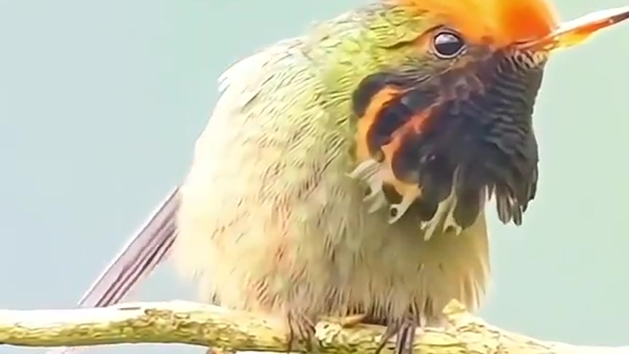 Can you guess the name of this beautiful bird?"