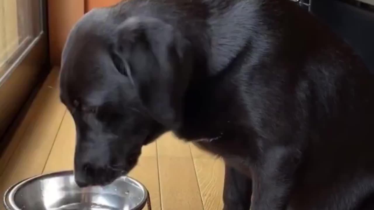 Dog wiping his mouth after drinking.. 👌