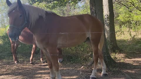 SHARING APPLES WITH THE NEIGHBOR'S HORSES