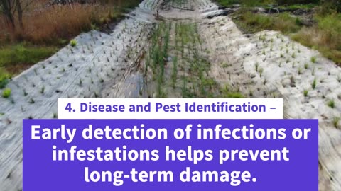 How to Conduct Tree Health Assessments: Arborist Reports, Key Steps & Importance