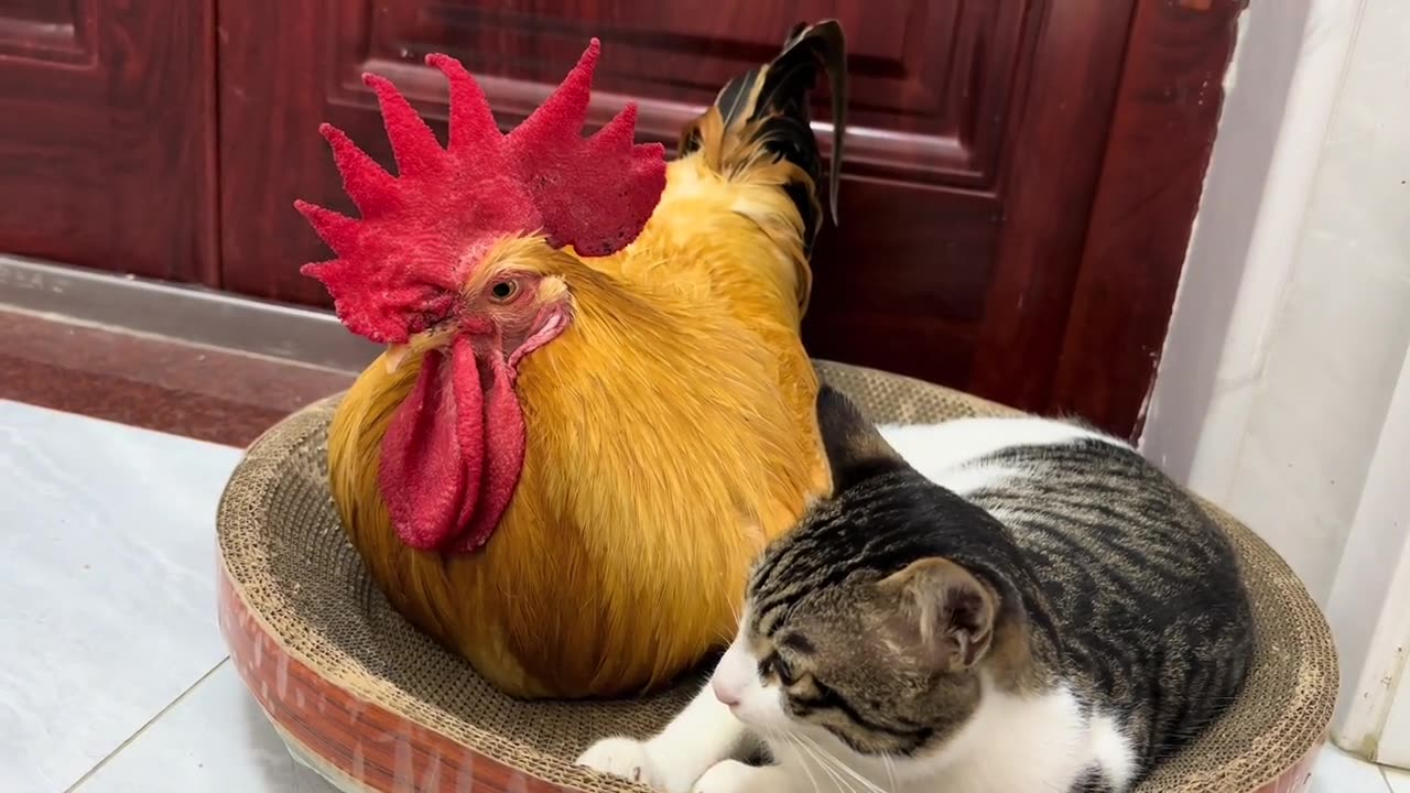 Brave Kitten vs Rooster! Funny and Cute Animal Moments
