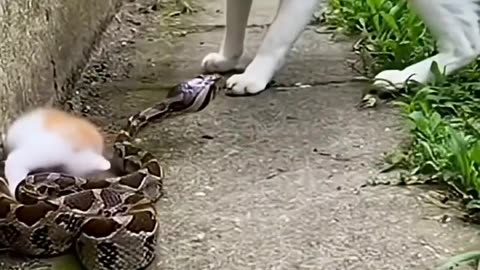 Mother cat saves her baby from a snake