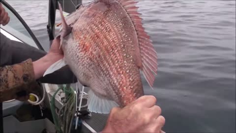 West coast big snapper