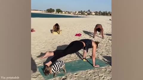 TinyLegendsoftheWild-FunniestAnimalsCompilation20Part89-MlvTDGcwTjw