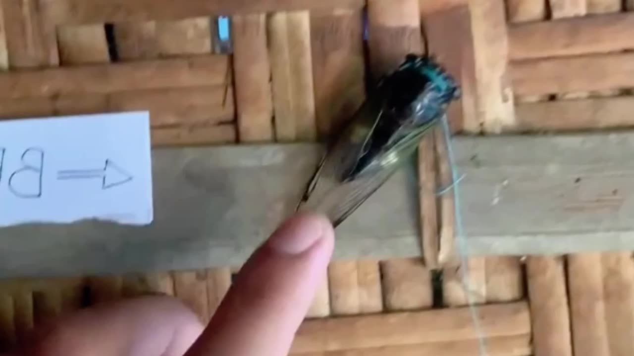 Man Turns Cicada into a Makeshift Bell