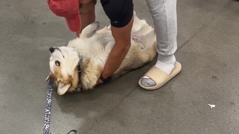 Emergency Corgi Transport System