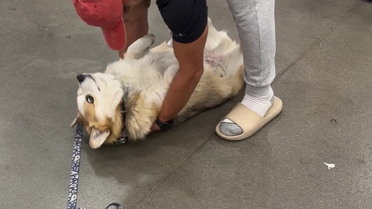 Emergency Corgi Transport System