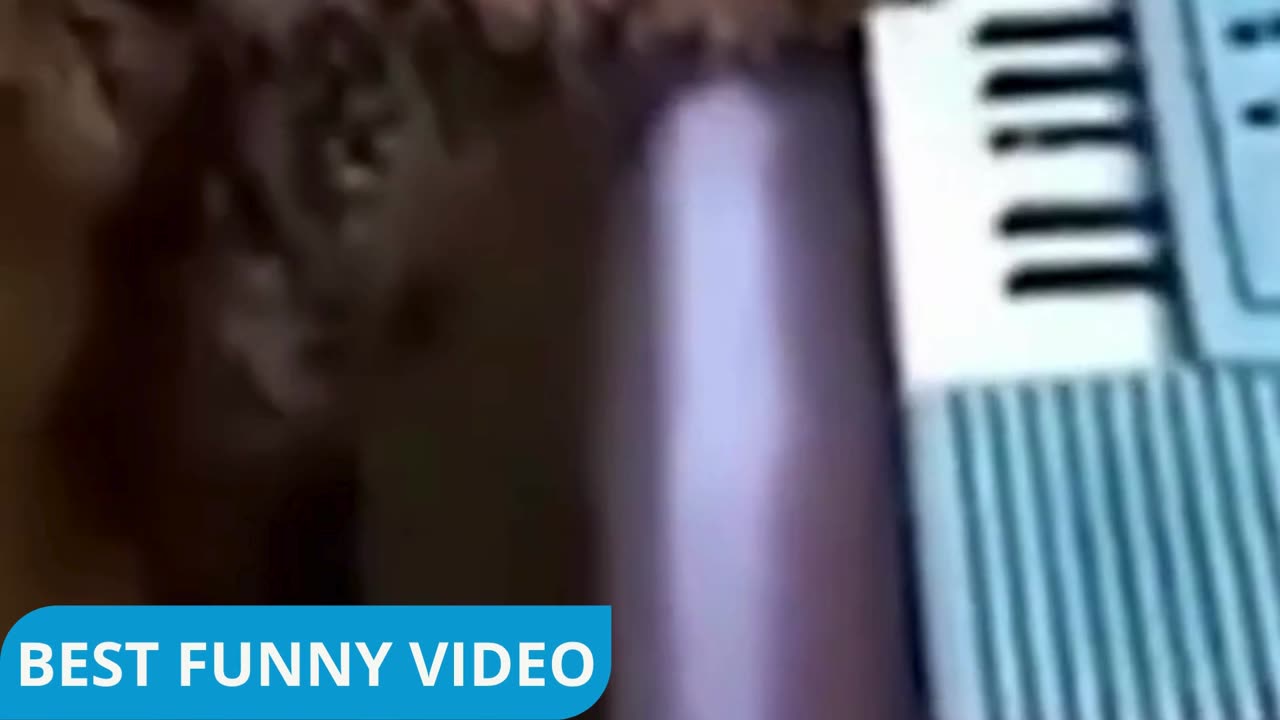 Funniest Cat And Dogs 😂