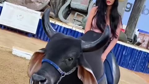 Lady riding a giant bull back