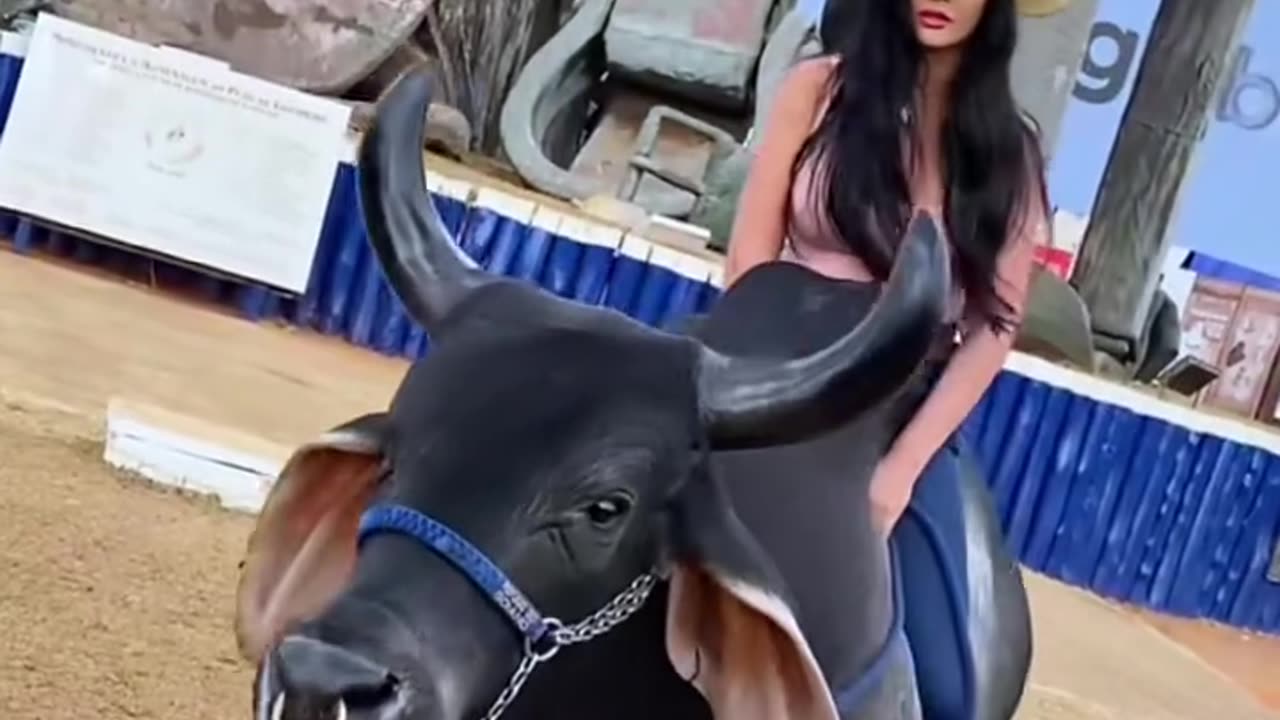 Lady riding a giant bull back