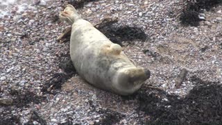Common Grey seal New year in Devon 2026