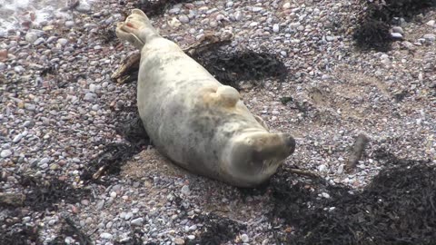 Common Grey seal New year in Devon 2026