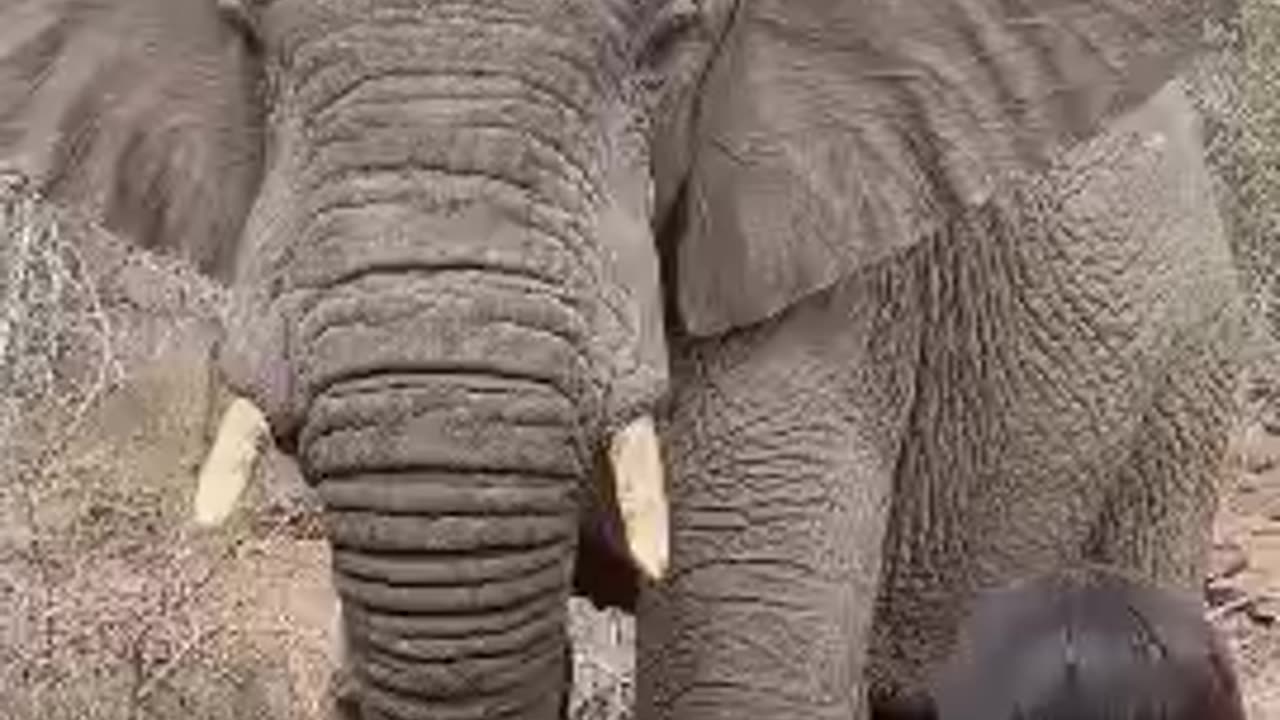 Surviving a Shower Visit From A Wild Elephant