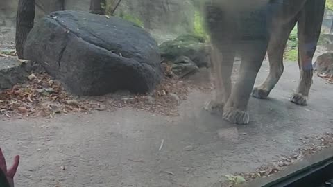 Lion Chuffs Make Great Beat For Dancing Toddler