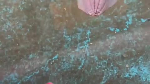 🤯✨ Watch a Cuttlefish Use Its Tentacles to Grab Food Instantly! | FeedMyCuriosity